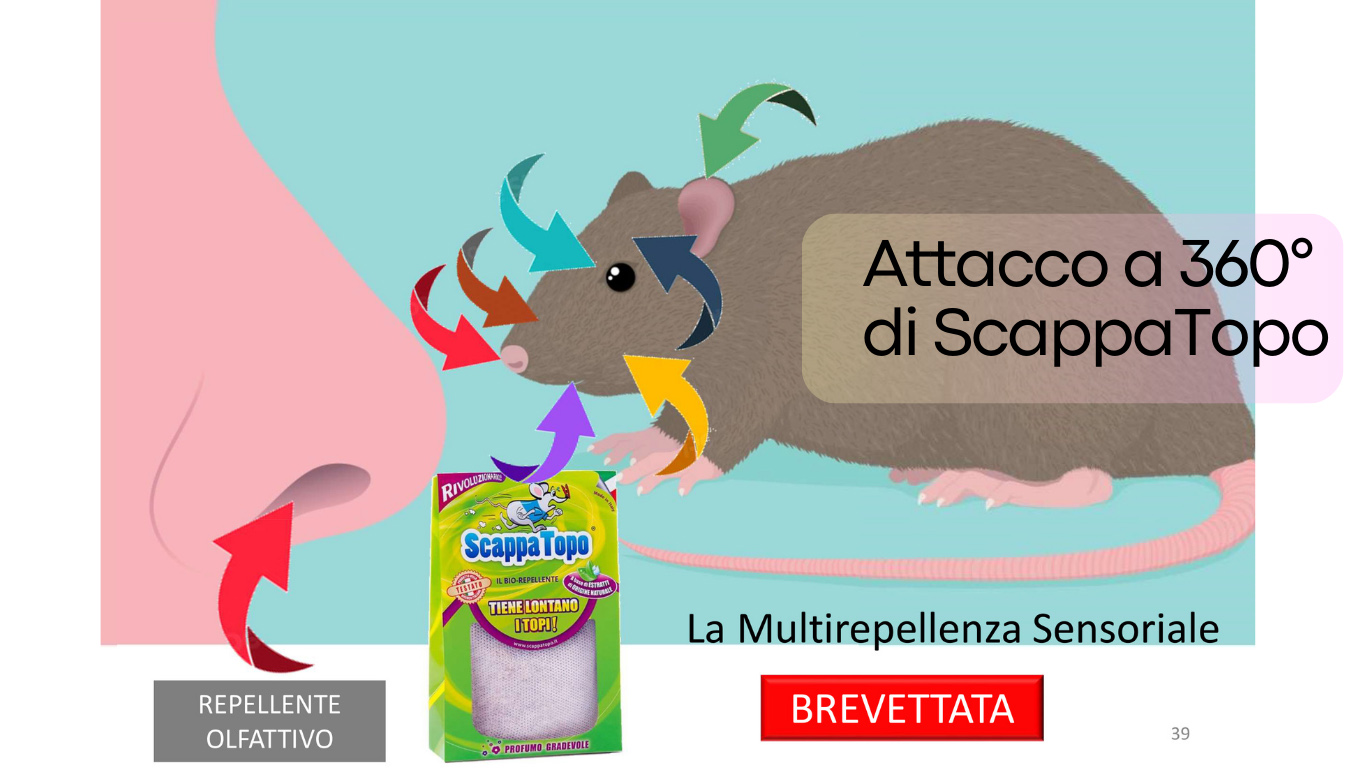 Attacco-ai-sensi-del-topo