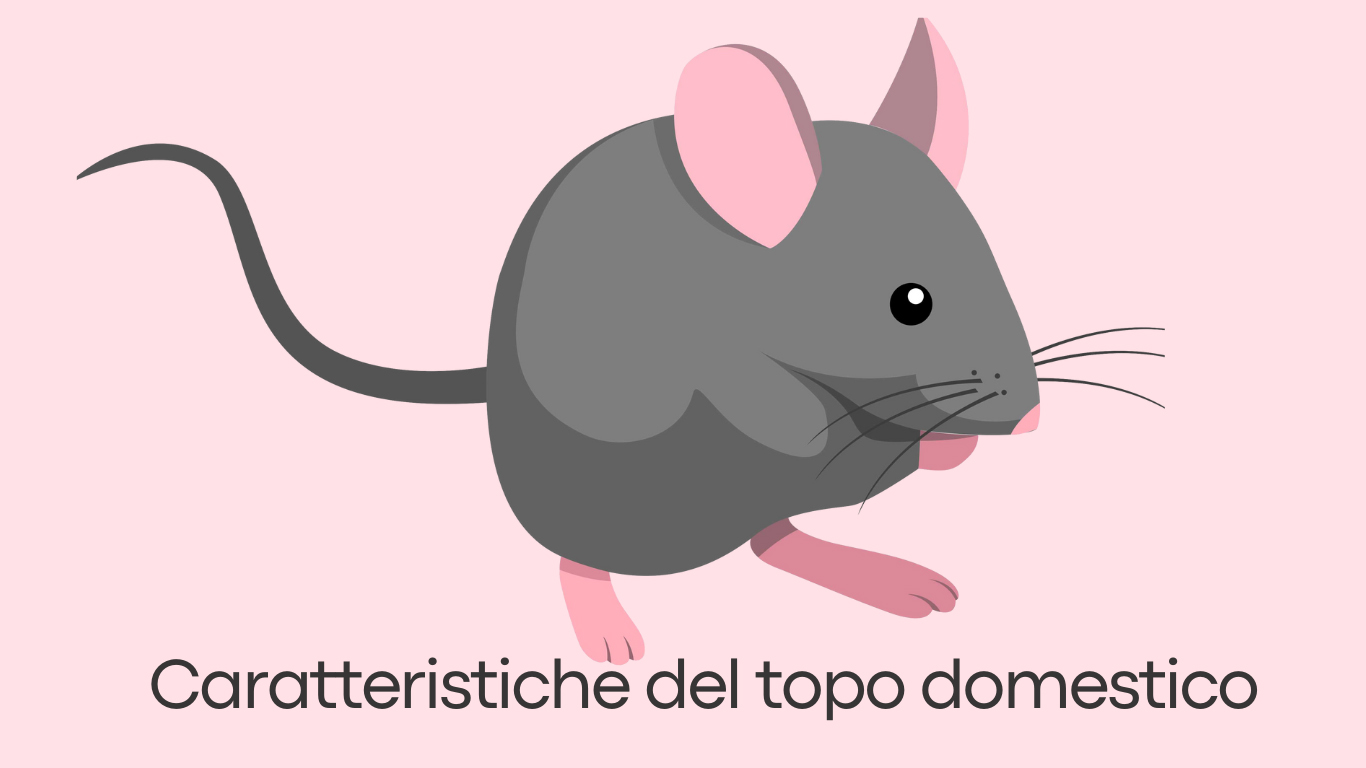 Le caratteristiche del topo