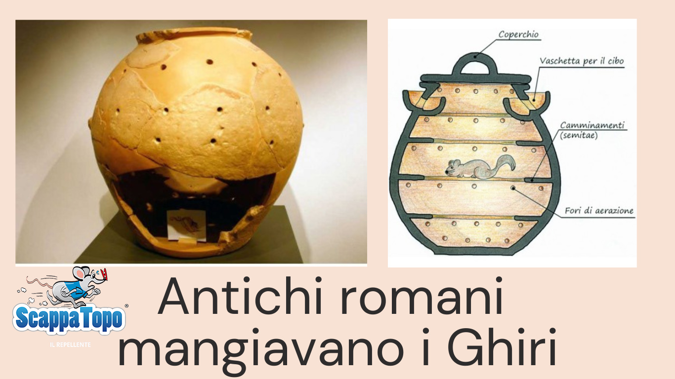 I-ghiri-come-cibo-per-gli-antichi-romani