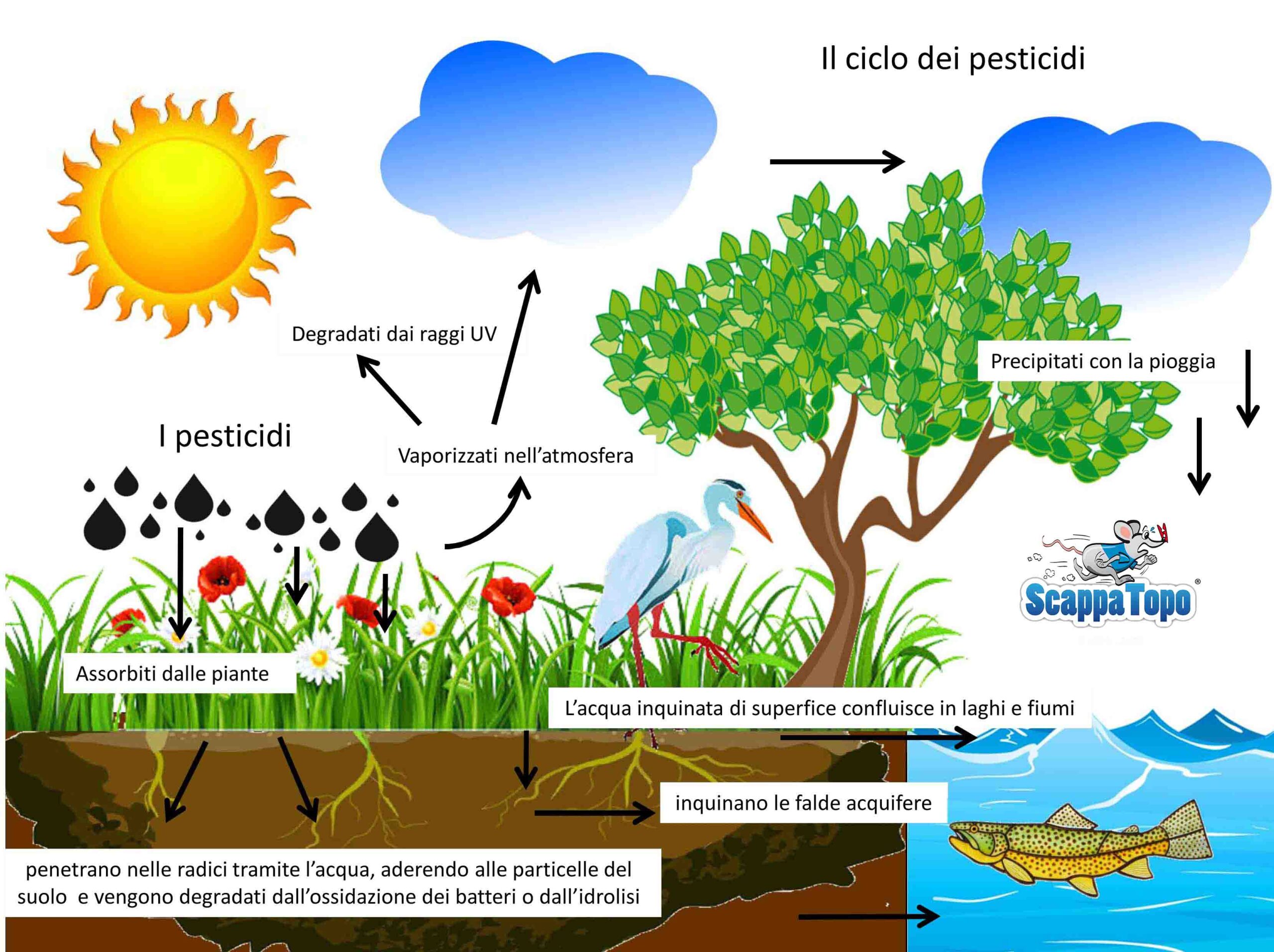 Il-ciclo-inquinante-dei-pesticidi