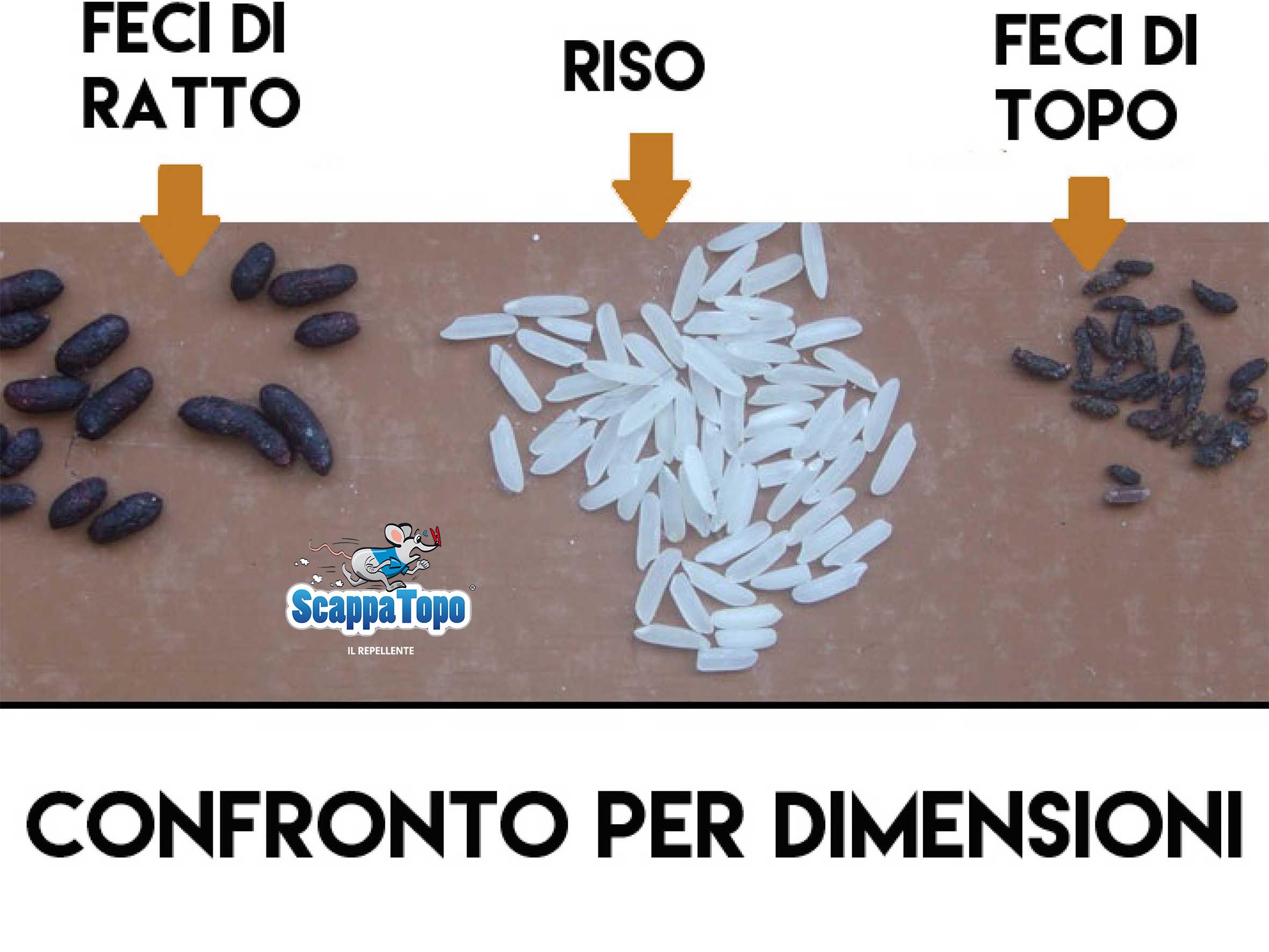 confronto-feci-topo-ratto