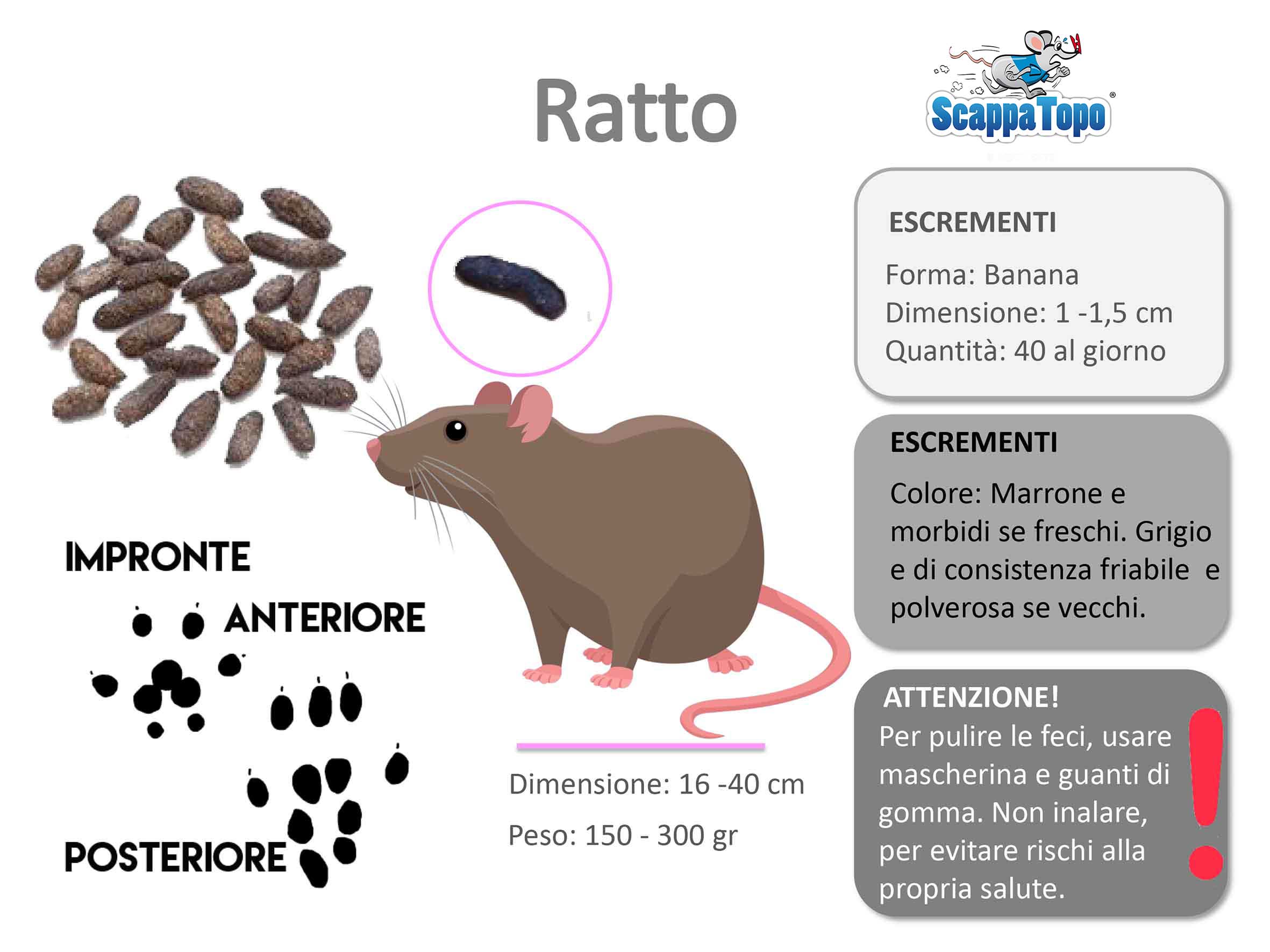 escrementi ratto