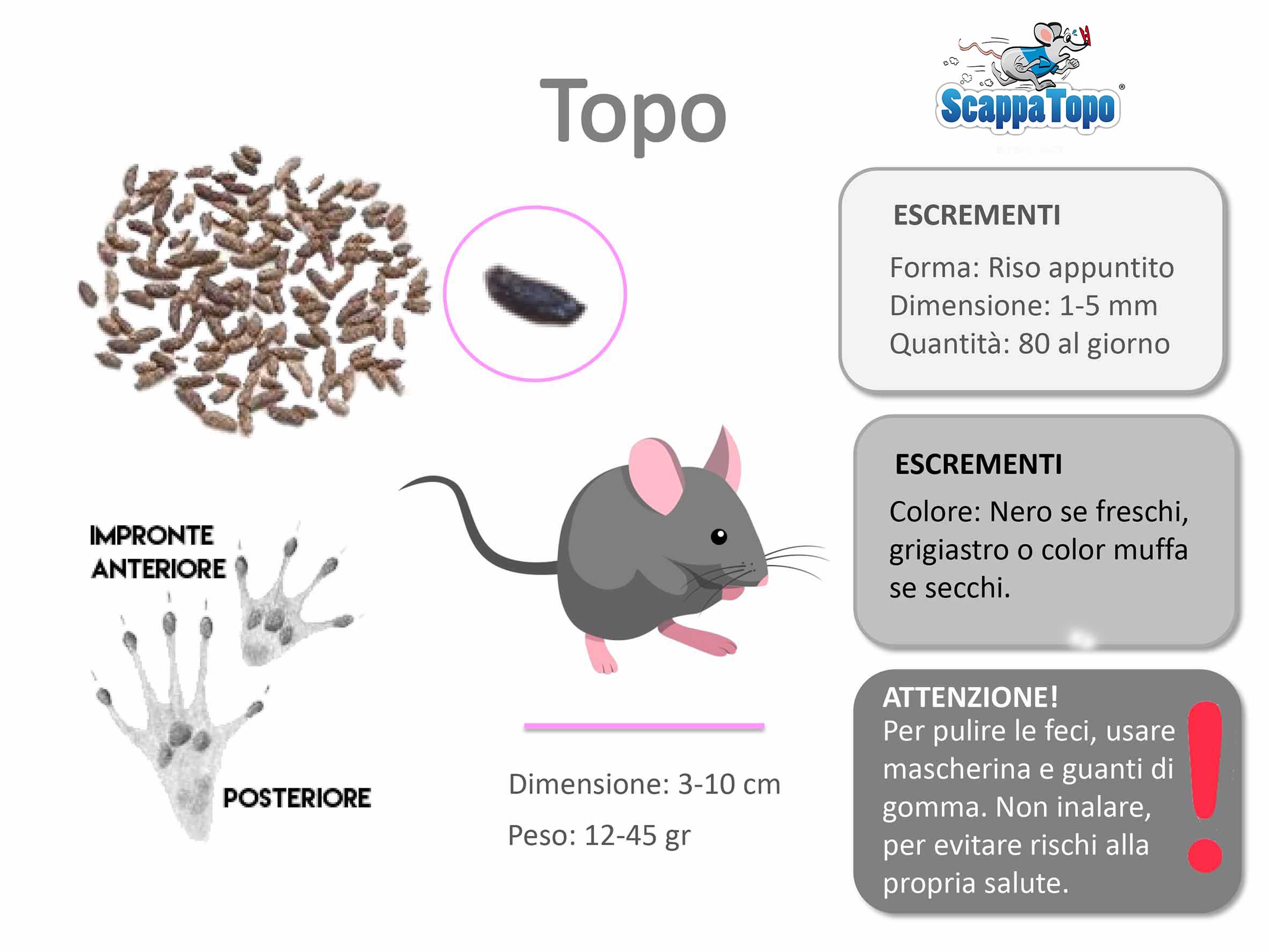 escrementi topo