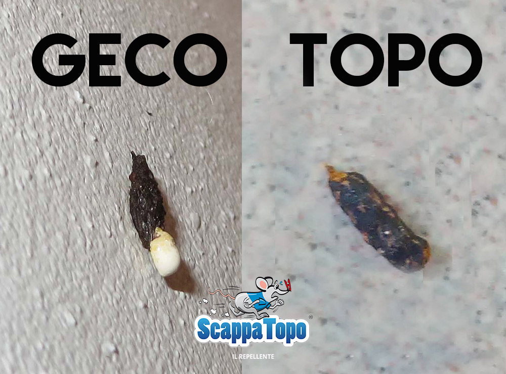 escrementi-topo-e-geco