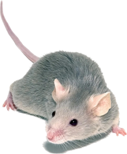 caratteristiche del topo scappatopo