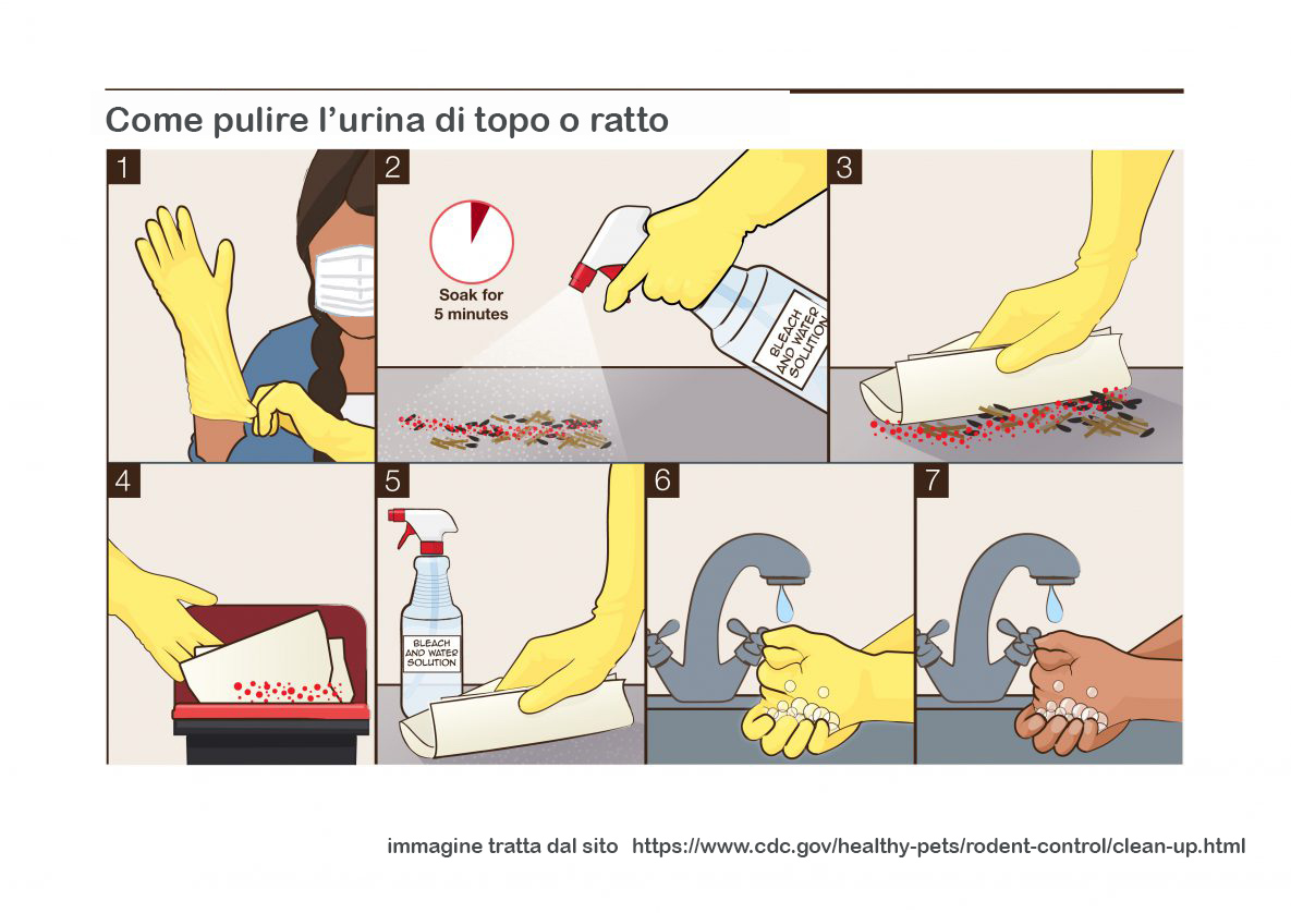 Come-pulire-urina-di-topo-o-ratto