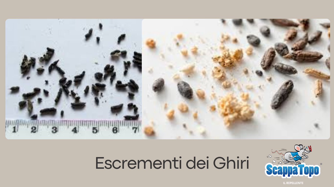 Escrementi-ghiri