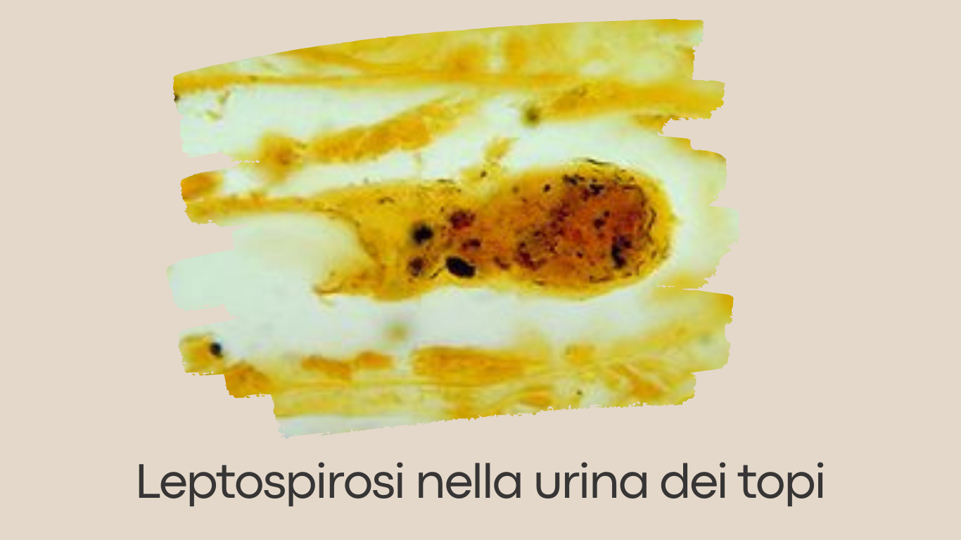 Leptospirosi-nella-urina-dei-topi