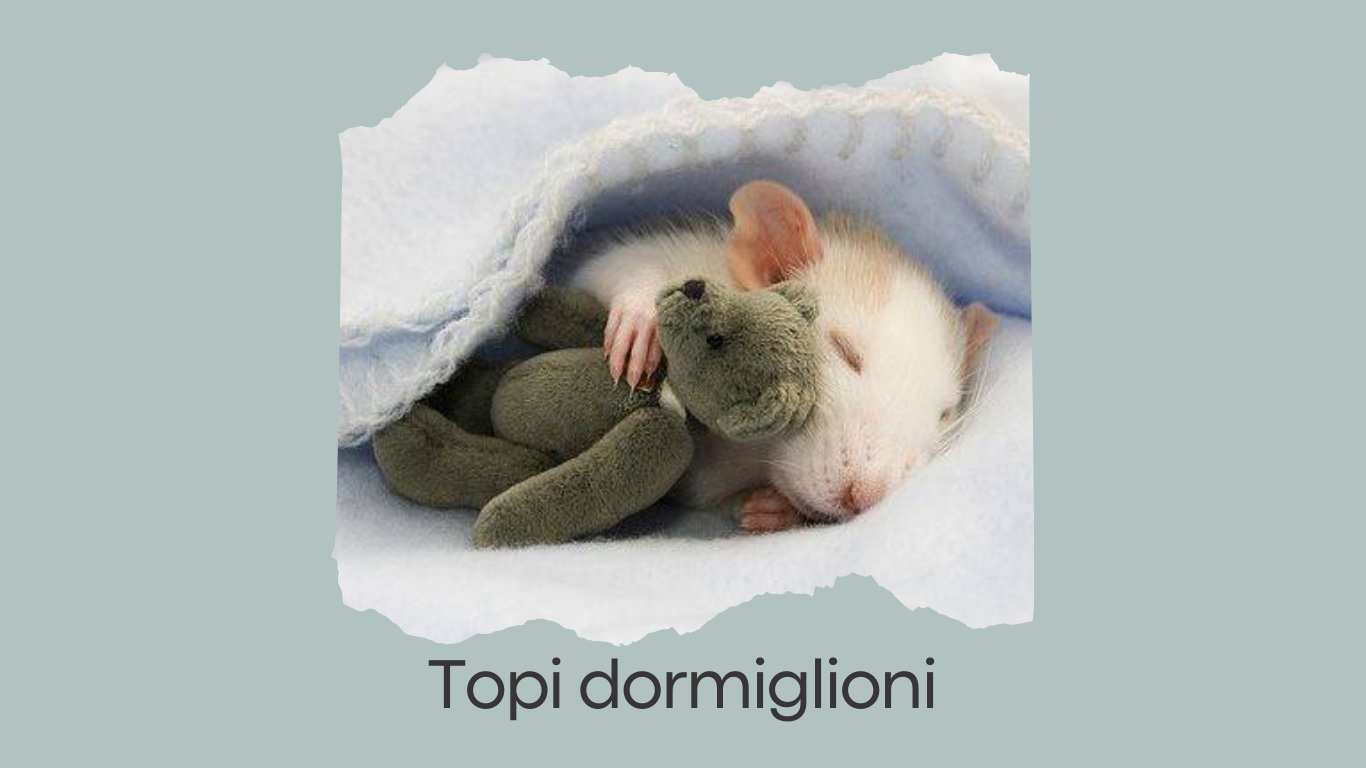 Topi dormiglioni