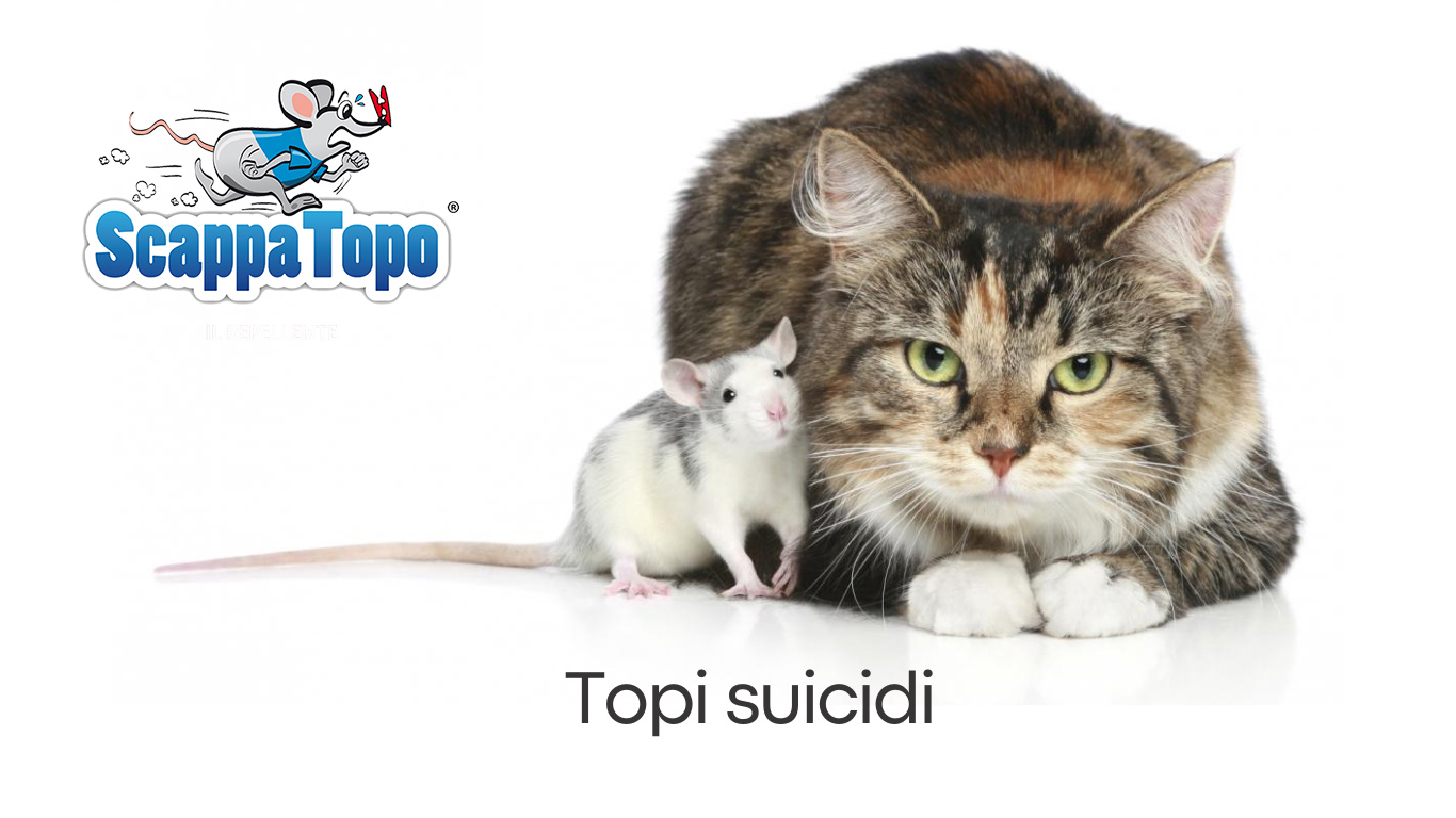 Topi suicidi