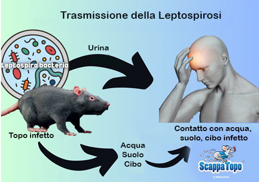 Trasmissione-della-leptospirosi