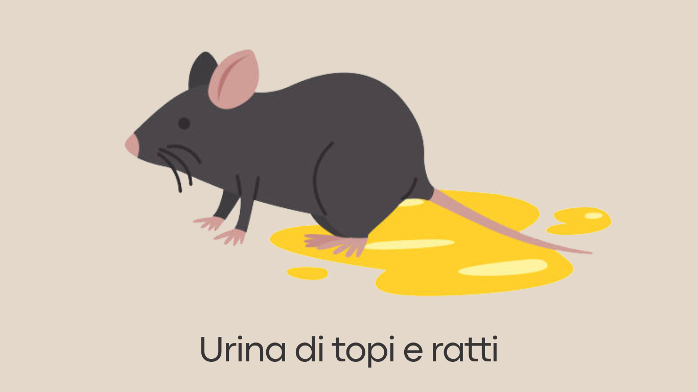 Urina di topi e ratti