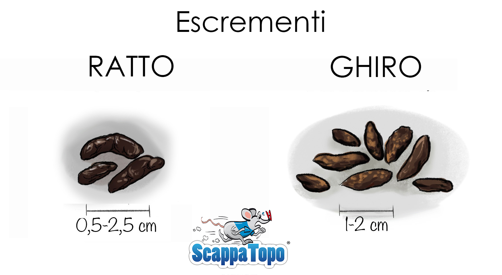 Escrementi dei Ghiri