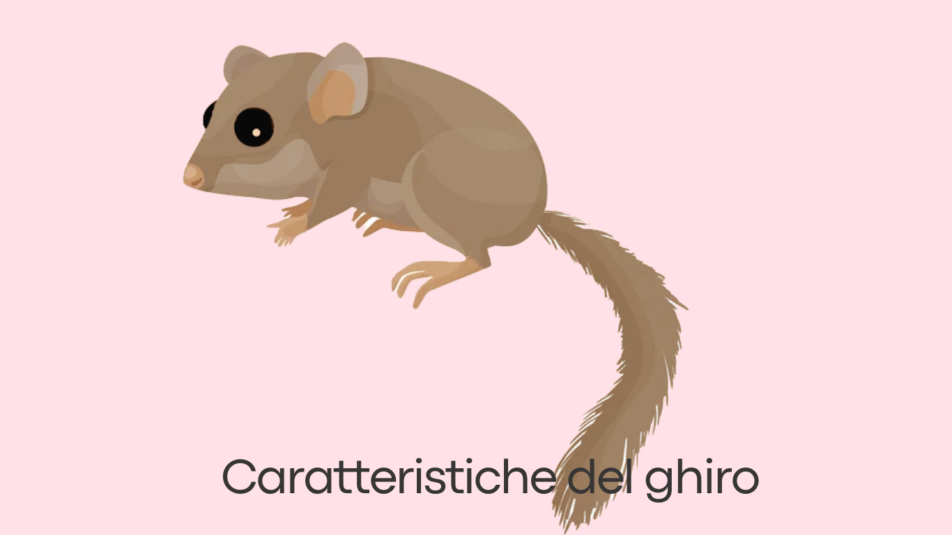 Caratteristiche del ghiro