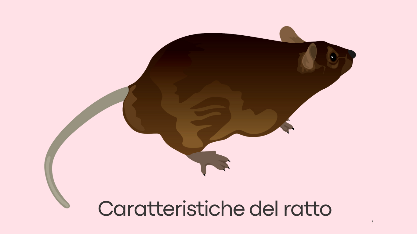 Caratteristiche del ratto
