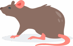 ratto marrone