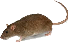 ratto norvegicus
