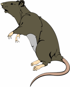 ratto delle fogne