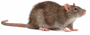 ratto delle fogne