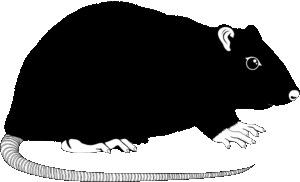 ratto nero