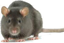 ratto nero 