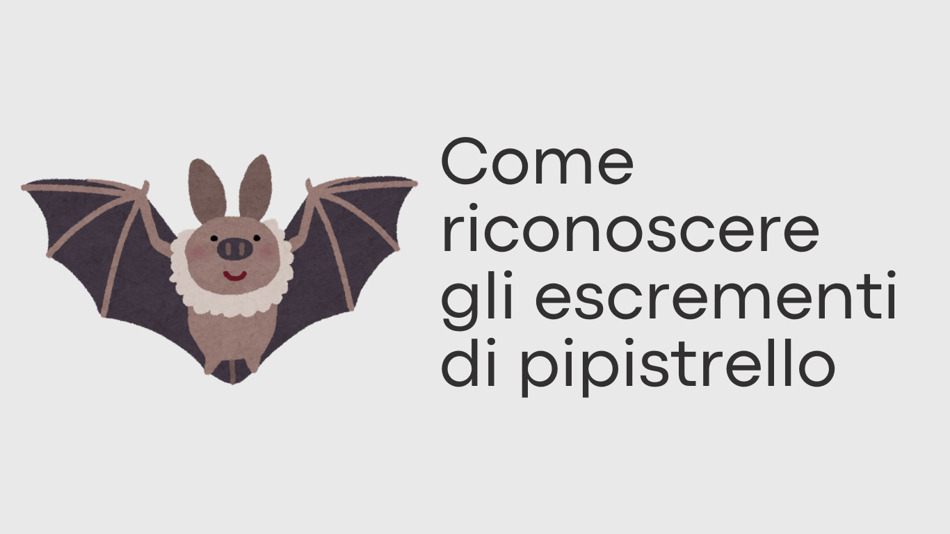 Come riconoscere gli escrementi di pipistrello