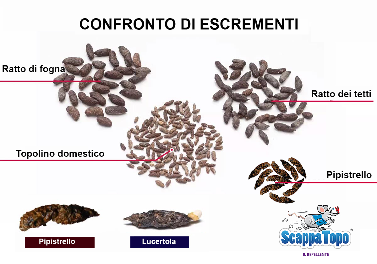 Confronto-escrementi-ratti-topo-e-pipistrello