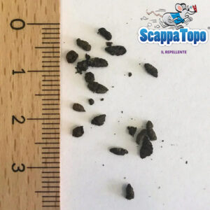 Dimensioni escrementi pipistrello