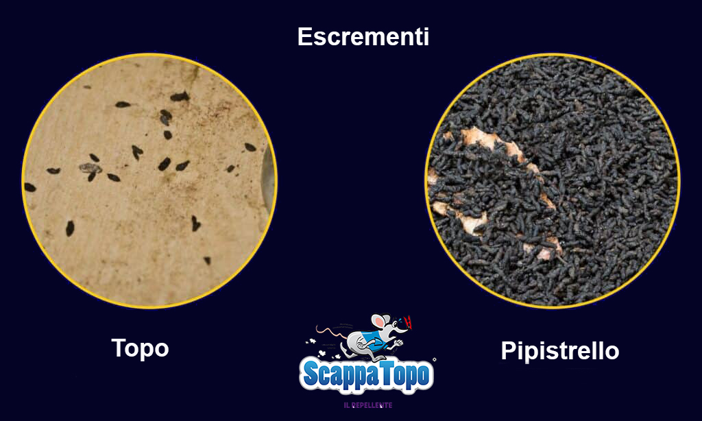 Escrementi di topo e pipistrello