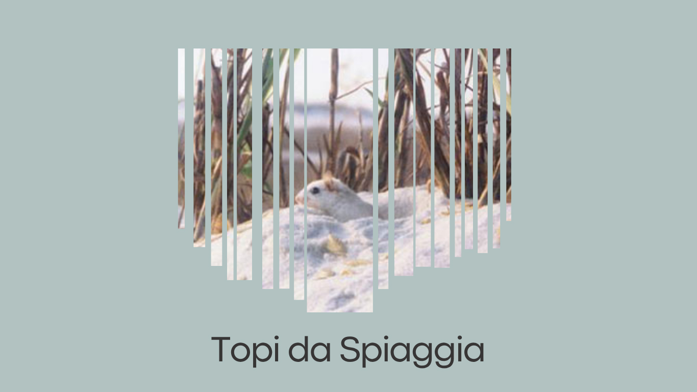Topi da Spiaggia